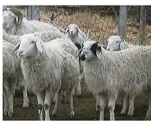 关于乌达拉尔特因新援加盟，球队士气大振的信息